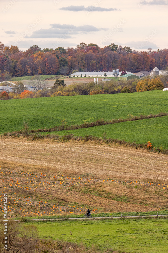 Amish person biking past a pumpkin patch in the farmland of Amish country, Ohio
