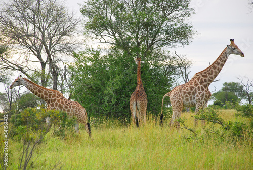 Photography giraffe in the savannah