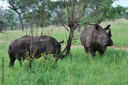 rhino and calf