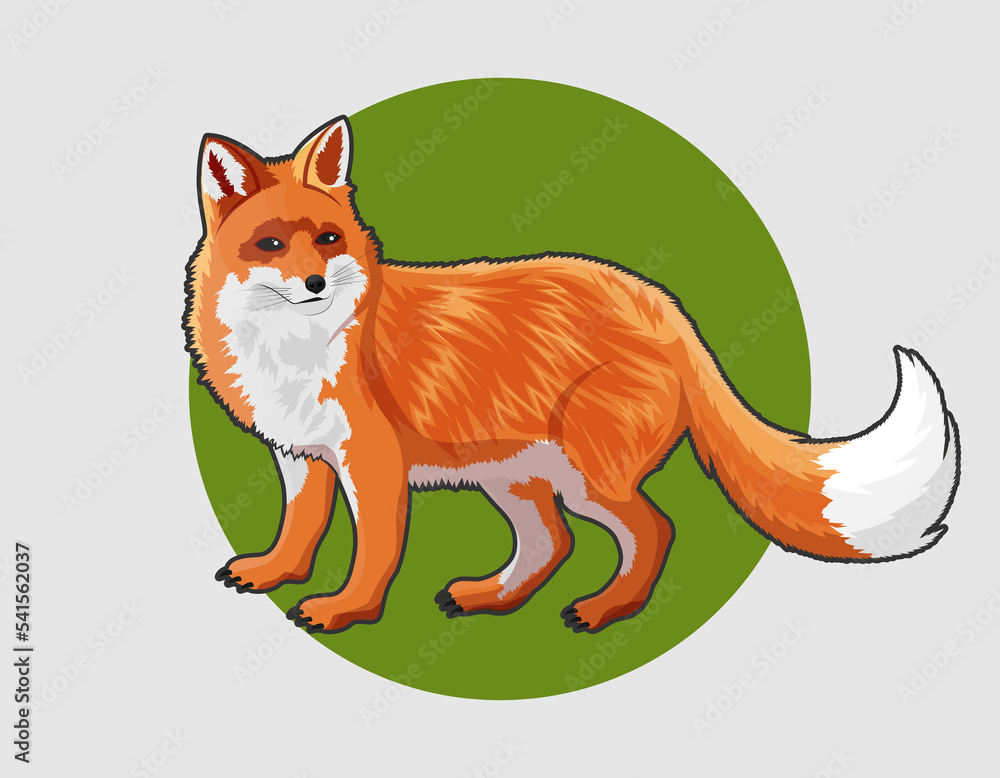 Obraz premium Fox