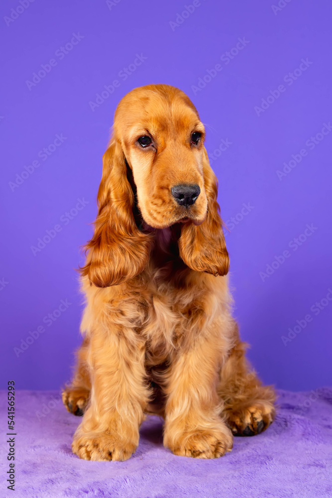 Puppy red cocker spaniel sitting on a purple background Puppy red cocker spaniel sitting on a purple background