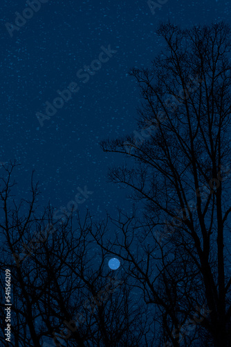 Winter Sky with Moon and Stars