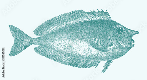 Short-nosed unicornfish naso brevirostris, tropical marine fish in side view photo