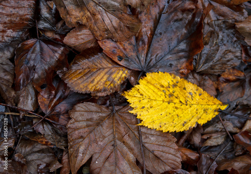Herbst faules Laub gelbes Blatt