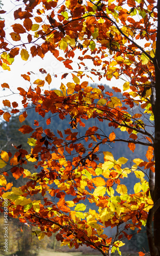 bunte Blätter Herbst rot gelb buche blauer Hintergrund niemand