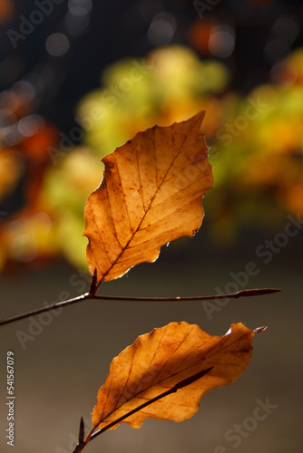 buntes braunes orange Blatt in Nahaufnahme mit verschwommenen Hintergrund niemand