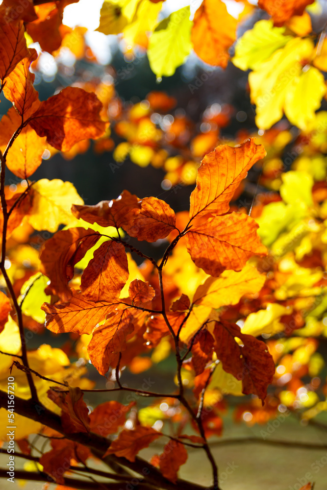 bunte Blätter Herbst rot gelb buche