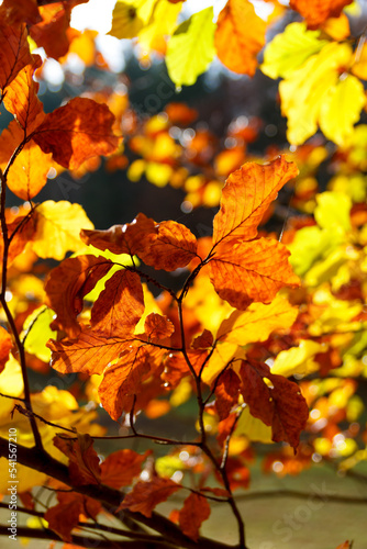 bunte Blätter Herbst rot gelb buche