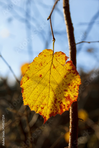 hasel Blatt bunt gelb rot sonne mit blauem Himmel Hintergrund niemand