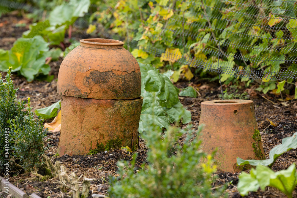 Traditional terracotta forcing jars in rhubarb vegetable garden Traditional terracotta forcing jars in rhubarb vegetable garden