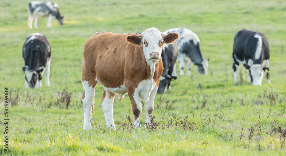 brown and white beef cow in its field facing forward