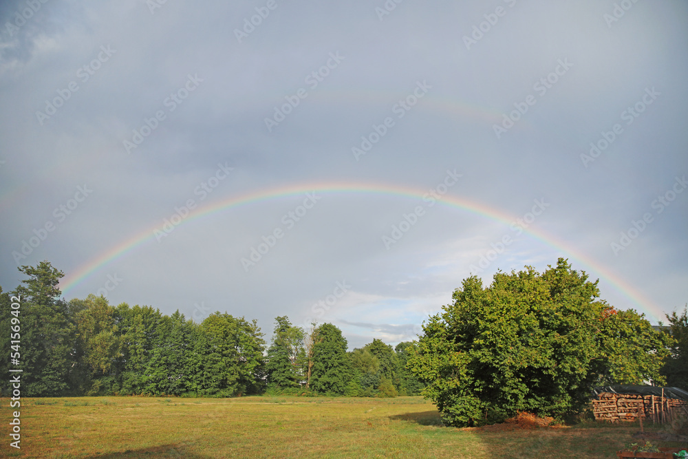Naklejka premium Full rainbow over the field forest and trees in summer after rain