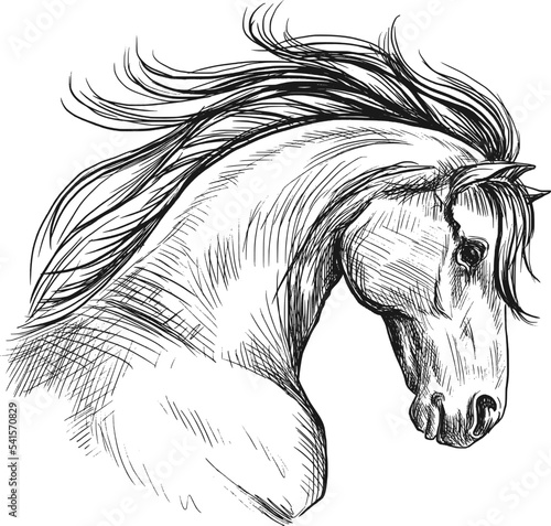 Horse head sketch in profile. Vintage vector illustration.