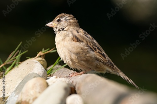 House sparrow, female on a stick near stones. Moravia. Czechia. 