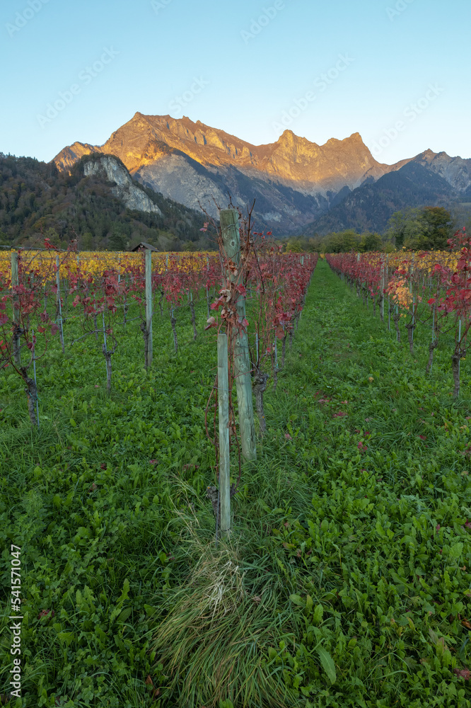 Naklejka premium Weinberg