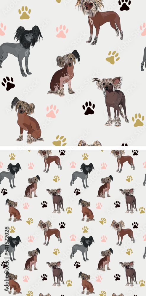 Obraz premium Seamless Chinese Crested dog pattern, holiday texture. Square format, t-shirt, poster, packaging, textile, socks, textile, fabric, decoration, wrapping paper. Trendy hand-drawn puff dog wallpaper.