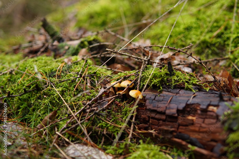 Obraz premium Pilze im Baum