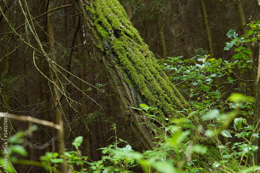 Baumstamm voller Moos