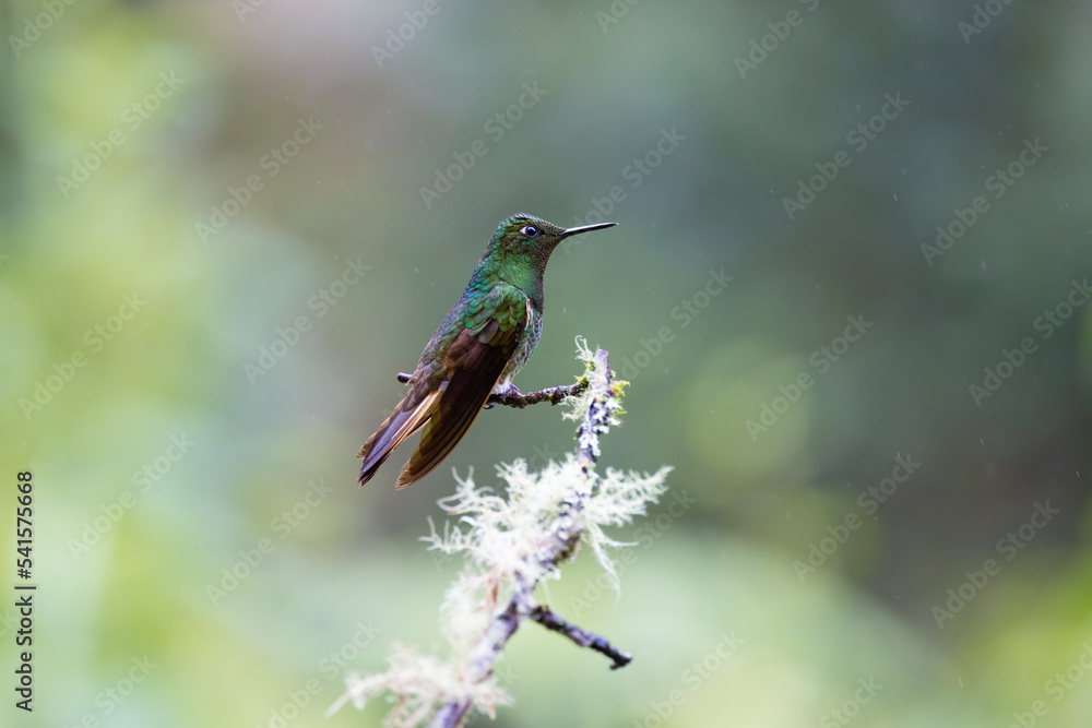 Fototapeta premium Hummingbirds 