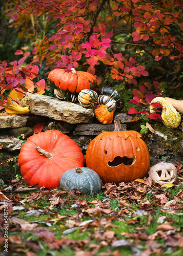 Colorful varied small and huge pumpkins and squash with some cute curved funny faces in the autumn garden. Halloween decoration.