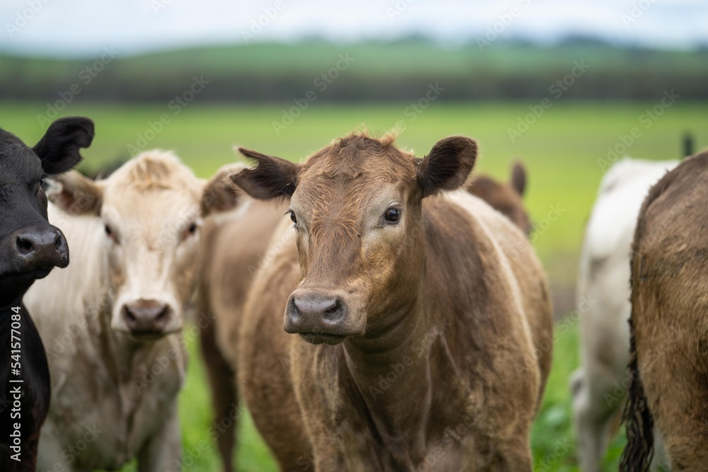 agriculture field,  beef cows in a field.  wagyu cattle herd grazing on pasture on a farm. fat cow