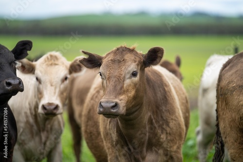 agriculture field, beef cows in a field. wagyu cattle herd grazing on pasture on a farm. fat cow