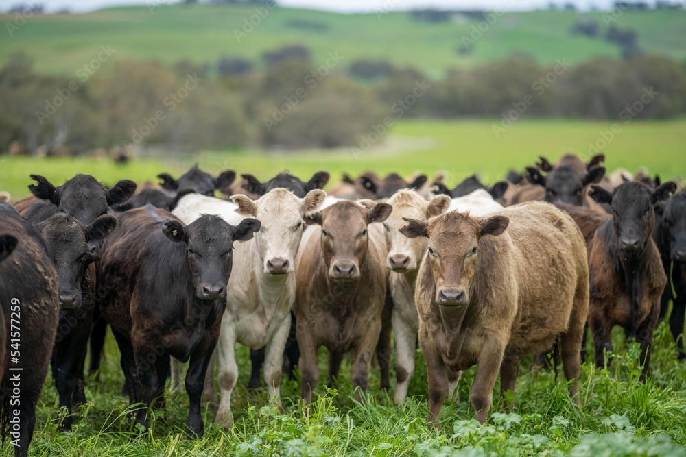 Regenerative agriculture cows in the field, grazing on grass and
