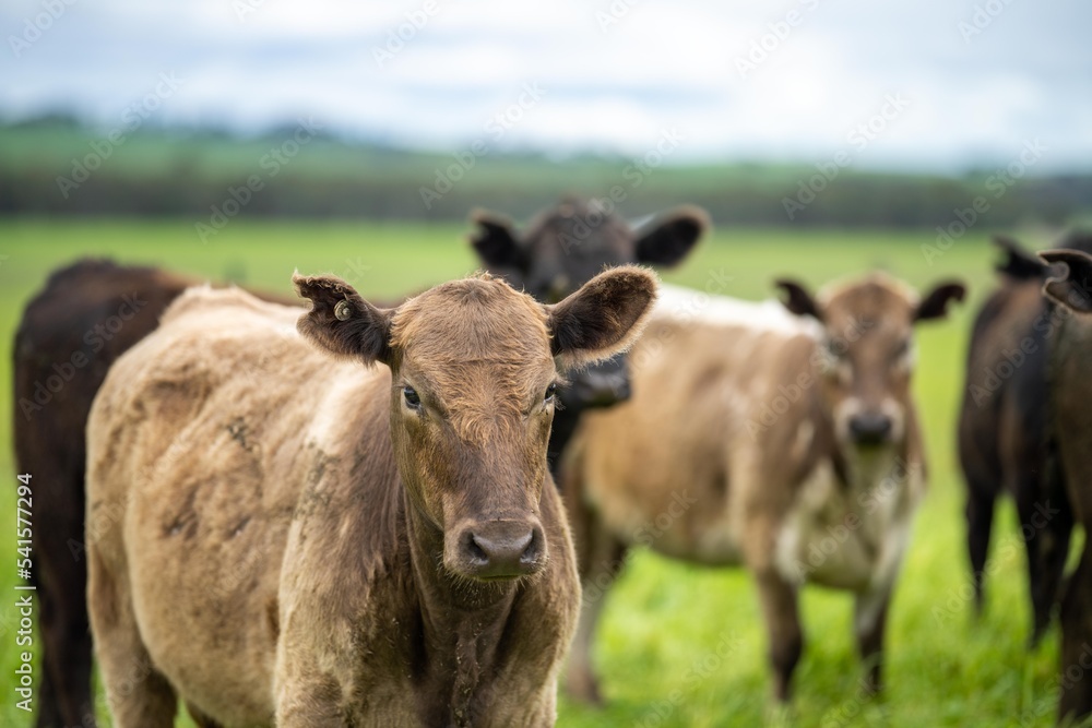 Regenerative agriculture cows in the field, grazing on grass and pasture in Australia, on a farming ranch. Cattle eating hay and silage. breeds include speckle park, Murray grey, angus, wagyu, dairy. Regenerative agriculture cows in the field, grazing on grass and pasture in Australia, on a farming ranch. Cattle eating hay and silage. breeds include speckle park, Murray grey, angus, wagyu, dairy.