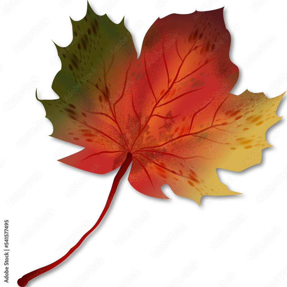 Obraz premium Multicokor marple leaf