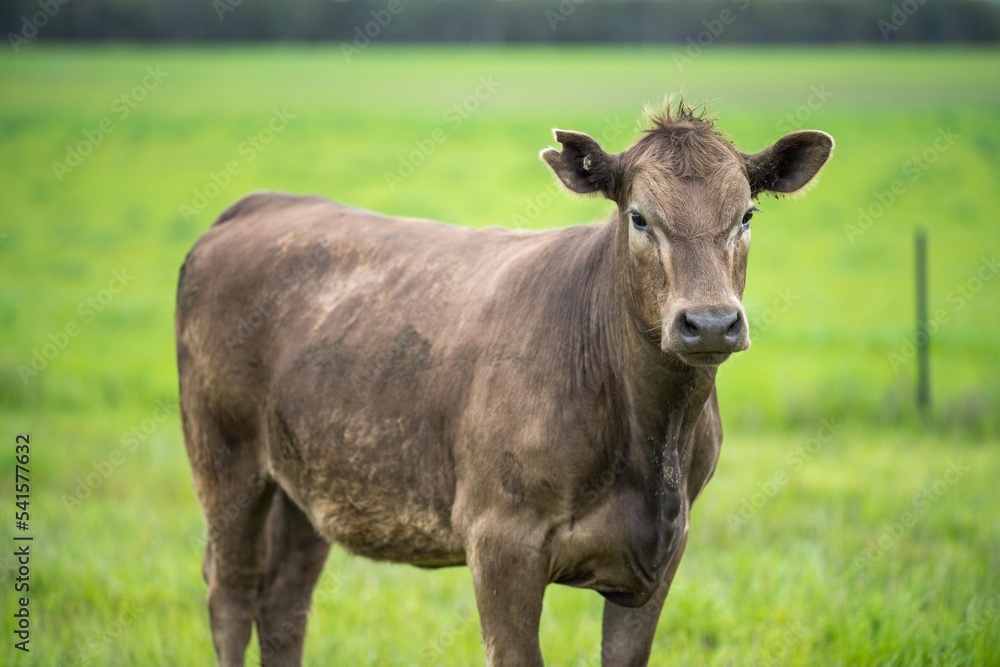 herd of Cows grazing on pasture in a field. regenerative angus cattle in a paddock