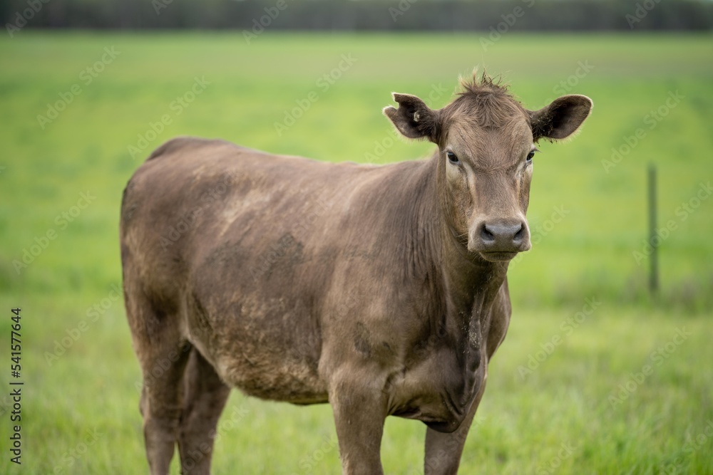 agriculture field, herd of beef cows in a field. springtime on a farm with wagyu cattle. fat cow agriculture field, herd of beef cows in a field. springtime on a farm with wagyu cattle. fat cow