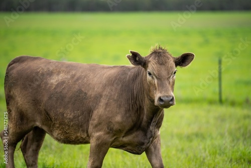 sustainable agriculture cow farm in a field, beef cows in a field. livestock herd grazing on grass on a farm. african cow, healthy regenerative food production