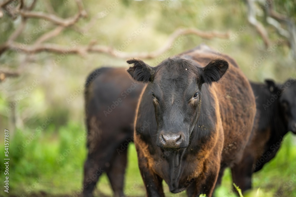 agriculture field, herd of beef cows in a field. springtime on a farm with wagyu cattle. fat cow agriculture field, herd of beef cows in a field. springtime on a farm with wagyu cattle. fat cow