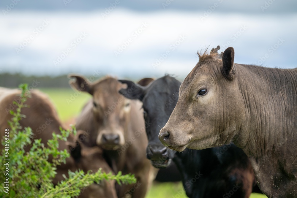 Fototapeta premium agriculture field in africa, beef cows in a field. livestock herd grazing on grass on a farm. african cow, cattle meat on a ranch