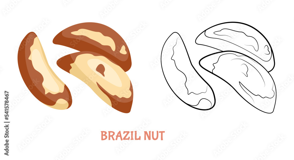 Brazil nut flat illustration colored and outlined. Vector nut isolated on white. Simple icon sketch.