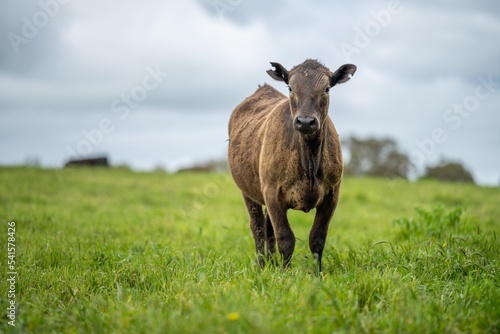 Stud Angus  wagyu and murray grey  Dairy  beef bulls and cows  being grass fed on a hill in Australia.