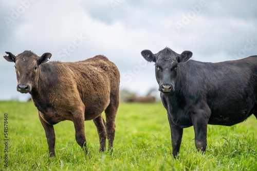 herd of Cows grazing on pasture in a field. regenerative angus cattle in a paddock