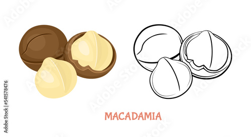 Macadamia flat illustration colored and outlined. Vector nut isolated on white. Simple icon sketch.