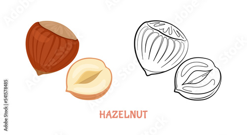 Hazelnut flat illustration colored and outlined. Vector nut isolated on white. Simple icon sketch.