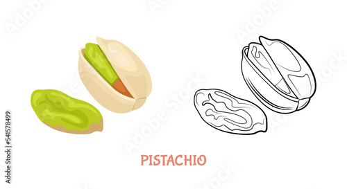 Pistachio flat illustration colored and outlined. Vector nut isolated on white. Simple icon sketch.