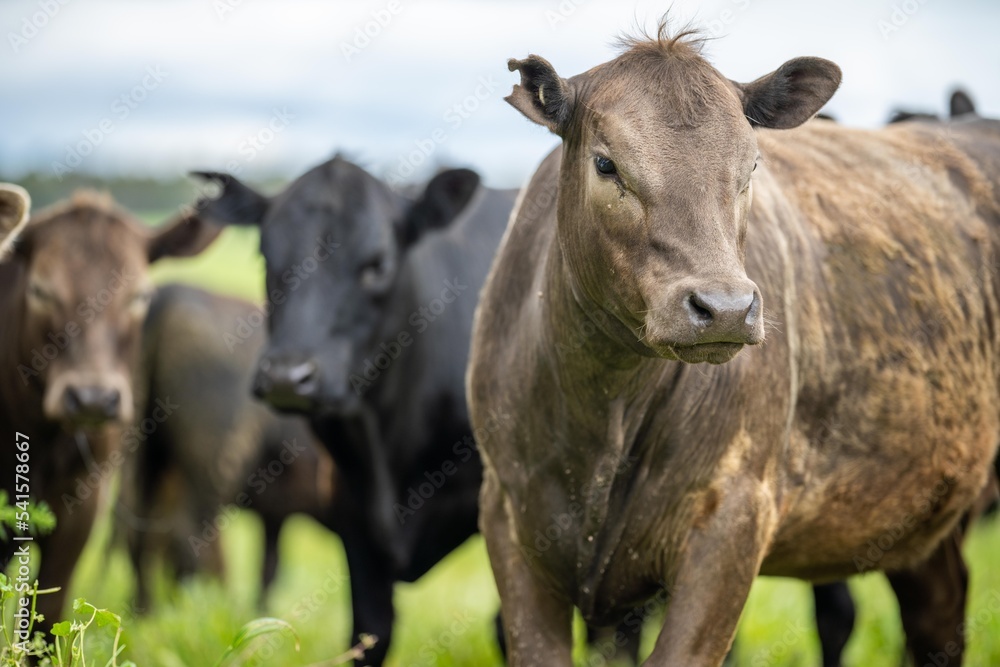 Regenerative Stud Angus, wagyu, Murray grey, Dairy and beef Cows and Bulls grazing on grass and pasture in a field. The animals are organic and free range, being grown on an agricultural farm