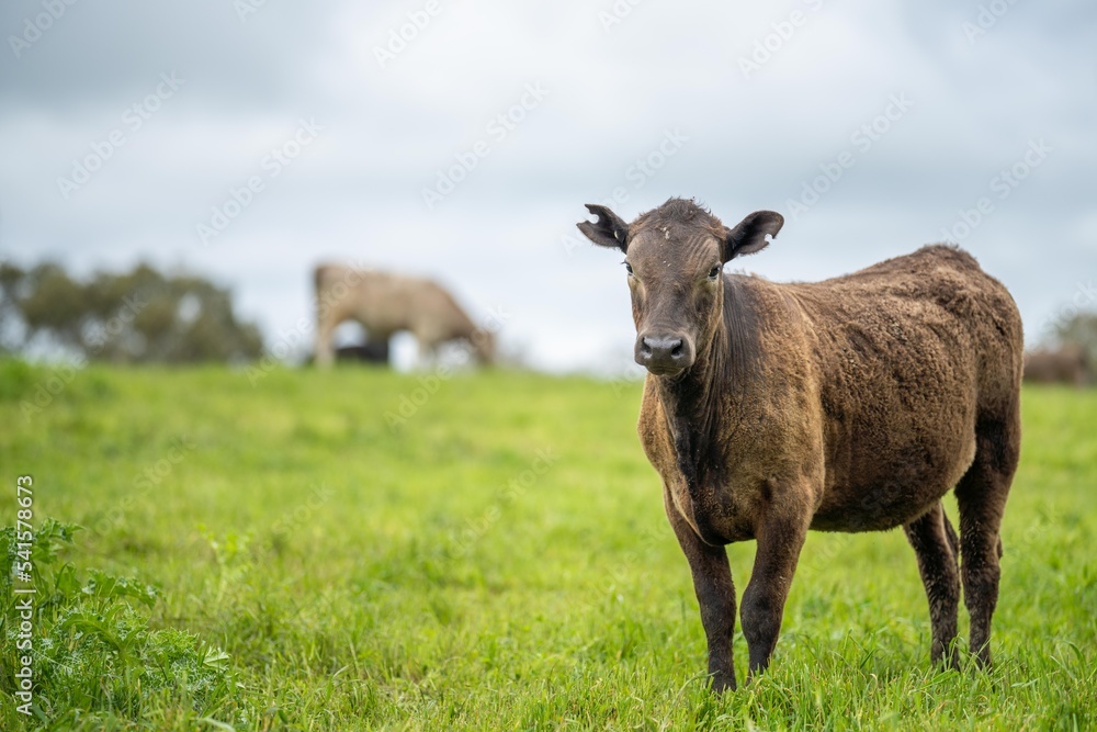 agriculture field in africa, beef cows in a field. livestock herd grazing on grass on a farm. african cow, cattle meat on a ranch agriculture field in africa, beef cows in a field. livestock herd grazing on grass on a farm. african cow, cattle meat on a ranch