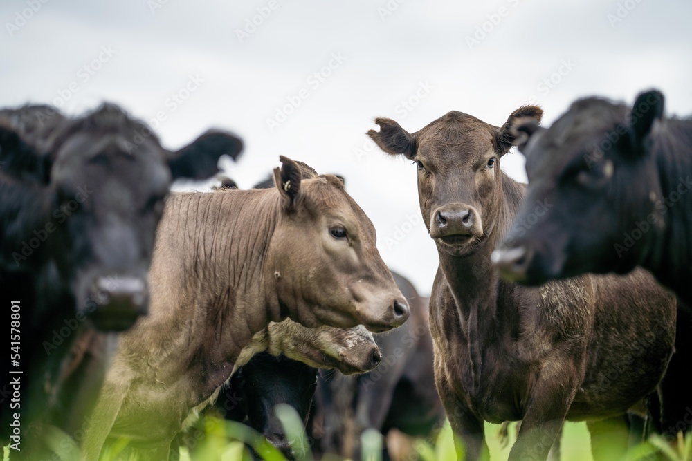 herd of Cows grazing on pasture in a field. regenerative angus cattle in a paddock