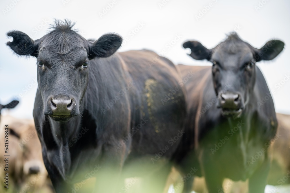 Regenerative agriculture cows in the field, grazing on grass and pasture in Australia, on a farming ranch. Cattle eating hay and silage. breeds include speckle park, Murray grey, angus, wagyu, dairy. Regenerative agriculture cows in the field, grazing on grass and pasture in Australia, on a farming ranch. Cattle eating hay and silage. breeds include speckle park, Murray grey, angus, wagyu, dairy.