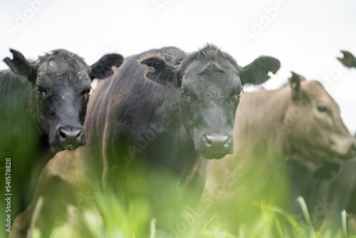 agriculture field, herd of beef cows in a field. springtime on a farm with wagyu cattle. fat cow