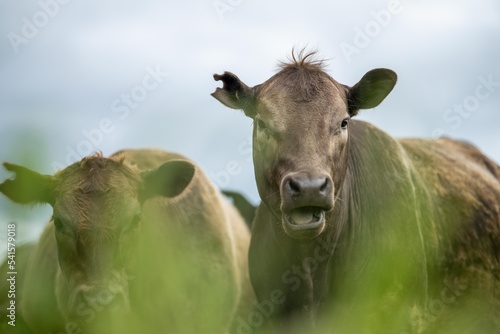 agriculture field in africa   beef cows in a field. livestock herd grazing on grass on a farm. african cow  cattle meat on a ranch