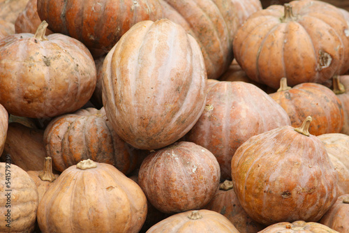 pumpkin on a market