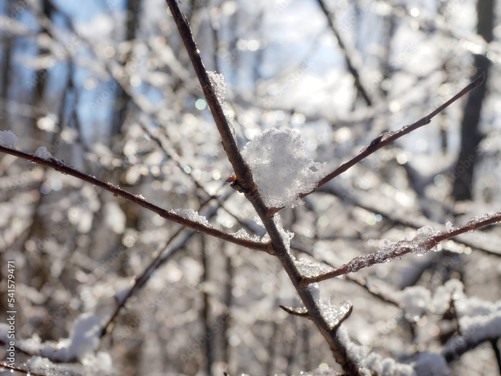 Snow-covered tree branch. Snow-covered tree branch.