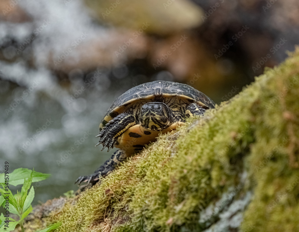 A cute turtle closeup in thuringia outdoor A cute turtle closeup in thuringia outdoor