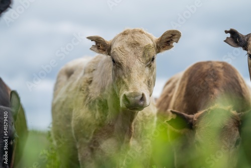 Regenerative Stud Angus  wagyu  Murray grey  Dairy and beef Cows and Bulls grazing on grass and pasture in a field. The animals are organic and free range  being grown on an agricultural farm